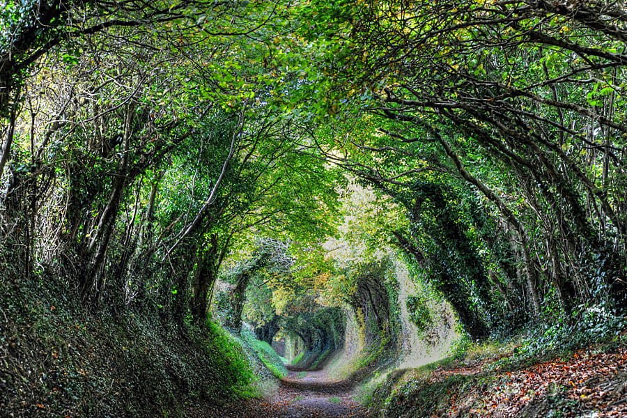 A magical tree tunnel, the path to Halnaker Windmill in West Sussex, England